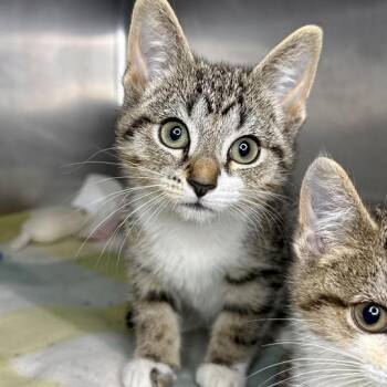 Rubble -  Domestic Short Hair Cat for Adoption in Matteson, Illinois - Rubble | PetCurious