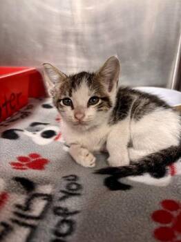 Zachary -  Domestic Short Hair Cat for Adoption in San Antonio, Texas - Zachary | PetCurious
