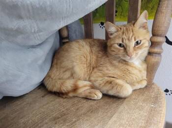 Domestic Short Hair Cats Available for Adoption in Mckinleyville, California - GINGER | PetCurious