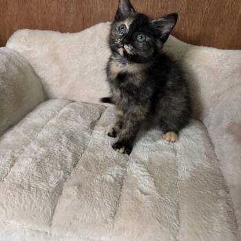 Sylvia -  Domestic Short Hair Cat for Adoption in Cleveland, Ohio - Sylvia | PetCurious
