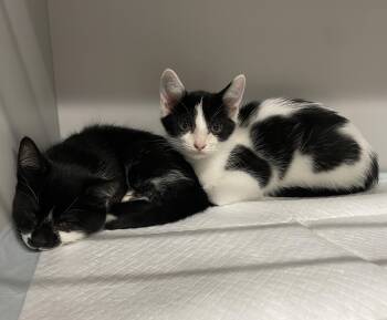 Nikon (white and black boy) & Nakita (mostly black girl) -  Domestic Short Hair Cat for Adoption in Columbus, Ohio - Nikon (white And Black Boy) & Nakita (mostly Black Girl) | PetCurious