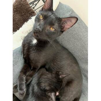 Marinara -  Domestic Short Hair Cat for Adoption in Fayetteville, Georgia - Marinara | PetCurious