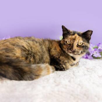 Sweet Potato -  Domestic Short Hair Cat Available for Adoption in Durham, North Carolina - Sweet Potato | PetCurious