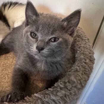 Nellie -  Domestic Short Hair Cat for Adoption in Lewisville, Texas - Nellie | PetCurious