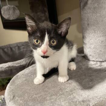Flounder -  Domestic Short Hair Cat for Adoption in Springboro, Ohio - Flounder | PetCurious