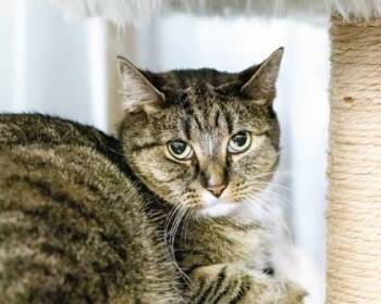 Roxy -  Domestic Short Hair Cat for Adoption in Camano, Washington - Roxy | PetCurious