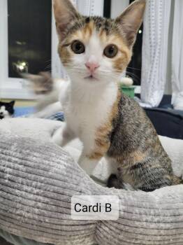 Cardi B -  Domestic Short Hair Cat for Adoption in Hudson, New Hampshire - Cardi B | PetCurious