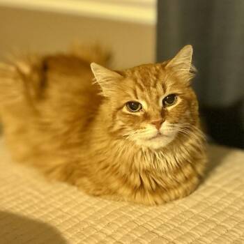 Domestic Long Hair Cats Available for Adoption in Philadelphia, Pennsylvania - Eli | PetCurious