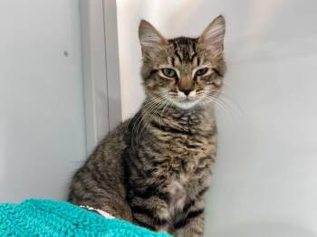 Lanai -  Domestic Medium Hair Cat for Adoption in Raleigh, North Carolina - Lanai | PetCurious