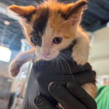 Pudge -  Domestic Short Hair Cat for Adoption in Huntington, West Virginia - Pudge | PetCurious