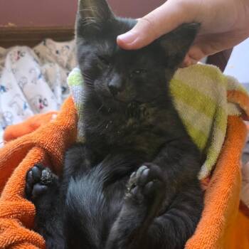 Waxcillium -  Domestic Short Hair Cat for Adoption in Wichita, Kansas - Waxcillium | PetCurious