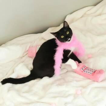 Chia -  Tuxedo Cat for Adoption in Coral Gables, Florida - Chia | PetCurious