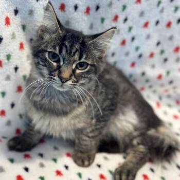 Grace Kelly -  Domestic Medium Hair Cat for Adoption in Matteson, Illinois - Grace Kelly | PetCurious