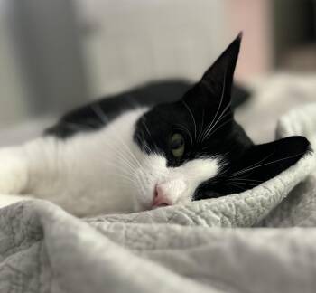 Matilda -  Domestic Short Hair Cat for Adoption in New York, New York - Matilda | PetCurious