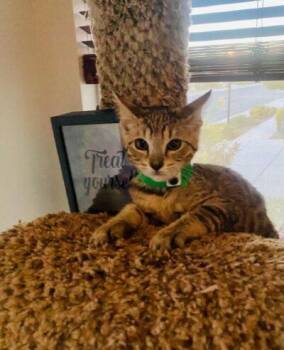 Monica -  Domestic Short Hair Cat for Adoption in Las Vegas, Nevada - Monica | PetCurious