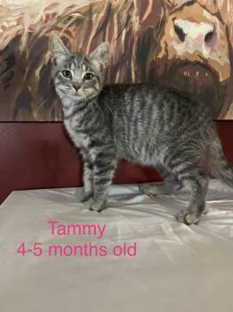 Rescue Domestic Short Hair Cats for Adoption - Tammy | PetCurious