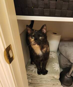 Domestic Short Hair Cats Available for Adoption in Grand Forks, North Dakota - NUGGET | PetCurious