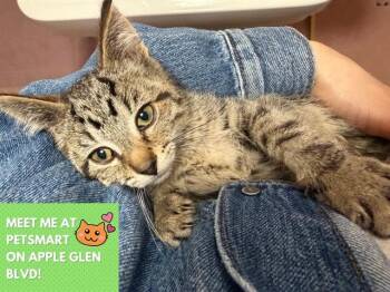 BERTIE -  Domestic Short Hair Cat for Adoption in Fort Wayne, Indiana - BERTIE | PetCurious