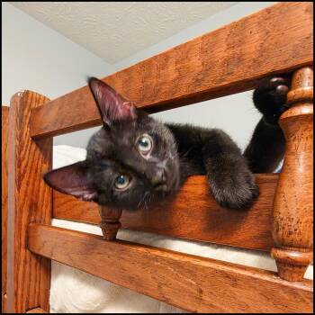Miggy -  Domestic Short Hair Cat for Adoption in Roswell, Georgia - Miggy | PetCurious