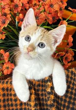 6/26/26 Sunray -  Domestic Short Hair Cat for Adoption in Stillwater, Oklahoma - 6/26/26 Sunray | PetCurious