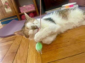 Calico Cats Available for Adoption in New York, New York - Joy | PetCurious