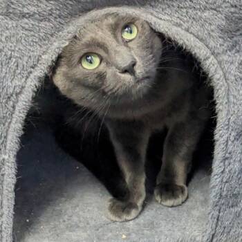 Leonidas -  Domestic Short Hair Cat for Adoption in Los Angeles, California - Leonidas | PetCurious