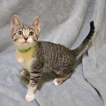 Ulna -  Domestic Short Hair Cat for Adoption in Brownsboro, Alabama - Ulna | PetCurious