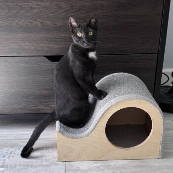 Robin -  Domestic Short Hair Cat for Adoption in Fort Lauderdale, Florida - Robin | PetCurious