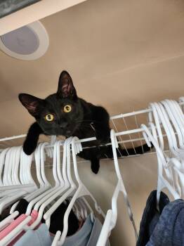 Rescue Domestic Short Hair Cats for Adoption in Antioch, Illinois - Binx | PetCurious