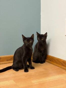 Domestic Short Hair Cats Available for Adoption in Minneapolis, Minnesota - Copy | PetCurious