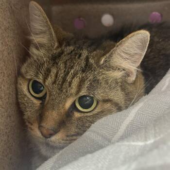 Baby Cat -  Domestic Short Hair Cat for Adoption in Marshall, Virginia - Baby Cat | PetCurious