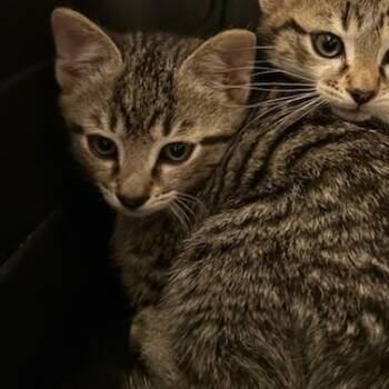 Hughie -  American Shorthair Cat for Adoption in Greenfield, Indiana - Hughie | PetCurious