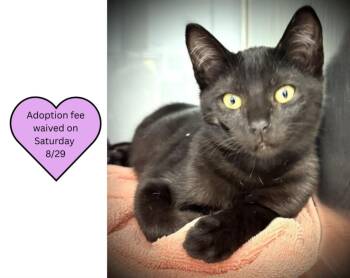 GAEL* -  Domestic Short Hair Cat for Adoption in Santa Cruz, California - GAEL* | PetCurious
