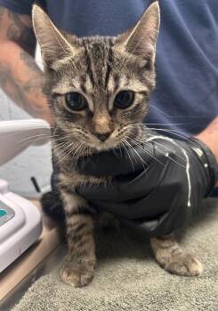 Albert -  Domestic Short Hair Cat for Adoption in Fairfax, Virginia - Albert | PetCurious