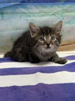 Mr. Potato Head -  Domestic Short Hair Cat for Adoption in San Antonio, Texas - Mr. Potato Head | PetCurious