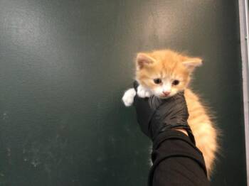 A1936251 -  Domestic Short Hair Cat for Adoption in Thousand Palms, California - A1936251 | PetCurious