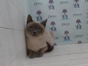 Siamese Cats Available for Adoption in Orlando, Florida - PEGGY | PetCurious