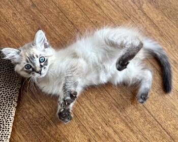 Ilya -  Domestic Short Hair Cat for Adoption in San Francisco, California - Ilya | PetCurious