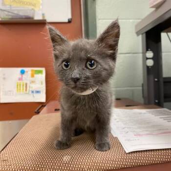 JOSIE -  Domestic Medium Hair Cat for Adoption in Rancho Cucamonga, California - JOSIE | PetCurious