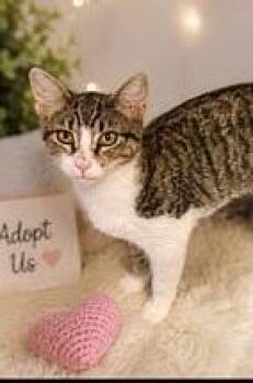 Kei Kei -  Domestic Short Hair Cat for Adoption in Aylett, Virginia - Kei Kei | PetCurious