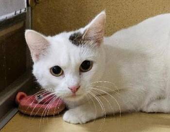 Mittzi -  Domestic Short Hair Cat for Adoption in Tulsa, Oklahoma - Mittzi | PetCurious