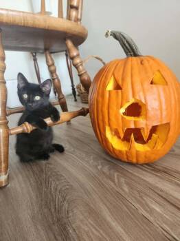 Rescue Domestic Short Hair Cats for Adoption in Mississauga, Ontario - Peppermint | PetCurious