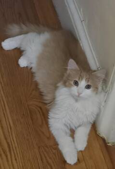 GIZMO N. - Ready to Play -  Domestic Short Hair Cat for Adoption in New York, New York - GIZMO N. - Ready To Play | PetCurious