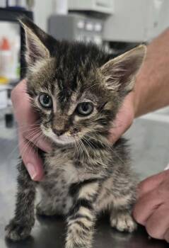 Tex -  Domestic Short Hair Cat for Adoption in Hillsdale, Indiana - Tex | PetCurious