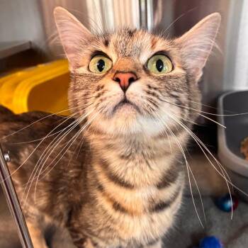 Maxine -  Domestic Short Hair Cat for Adoption in Manhattan, Kansas - Maxine | PetCurious