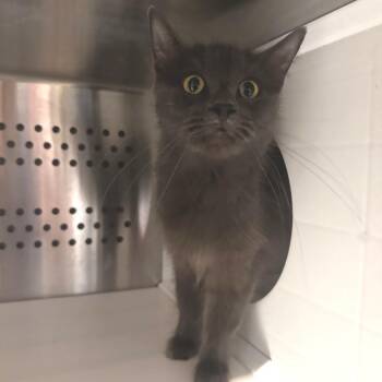 Umbra -  Domestic Long Hair Cat for Adoption in Dearborn, Michigan - Umbra | PetCurious