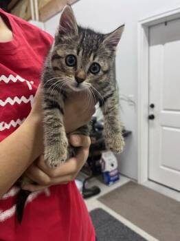 LINDELL -  Domestic Short Hair Cat Available for Adoption in Fort Walton Beach, Florida - LINDELL | PetCurious