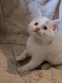 Domestic Short Hair Cats Available for Adoption - Peacemaker | PetCurious