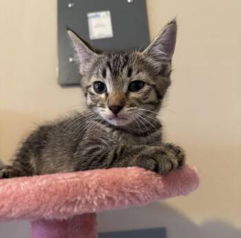 Rescue Domestic Short Hair Cats for Adoption in Murfreesboro, Tennessee - Draco | PetCurious