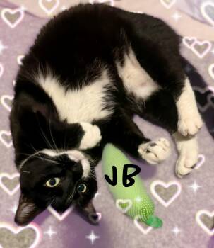 Tuxedo Cats Available for Adoption in Charlotte, North Carolina - Jb | PetCurious